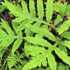 Onocloa sensibilis / sensitive fern