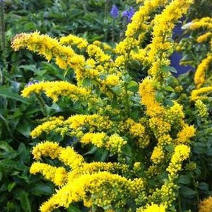Solidago / goldenrod