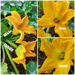 Squash: Zucchini 4-pack