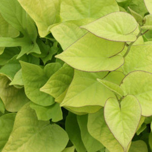 Sweet Potato Vine 'Marguerite' (4-pack annual)