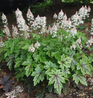 Tiarella 'Elizabeth Oliver' / Foamflower