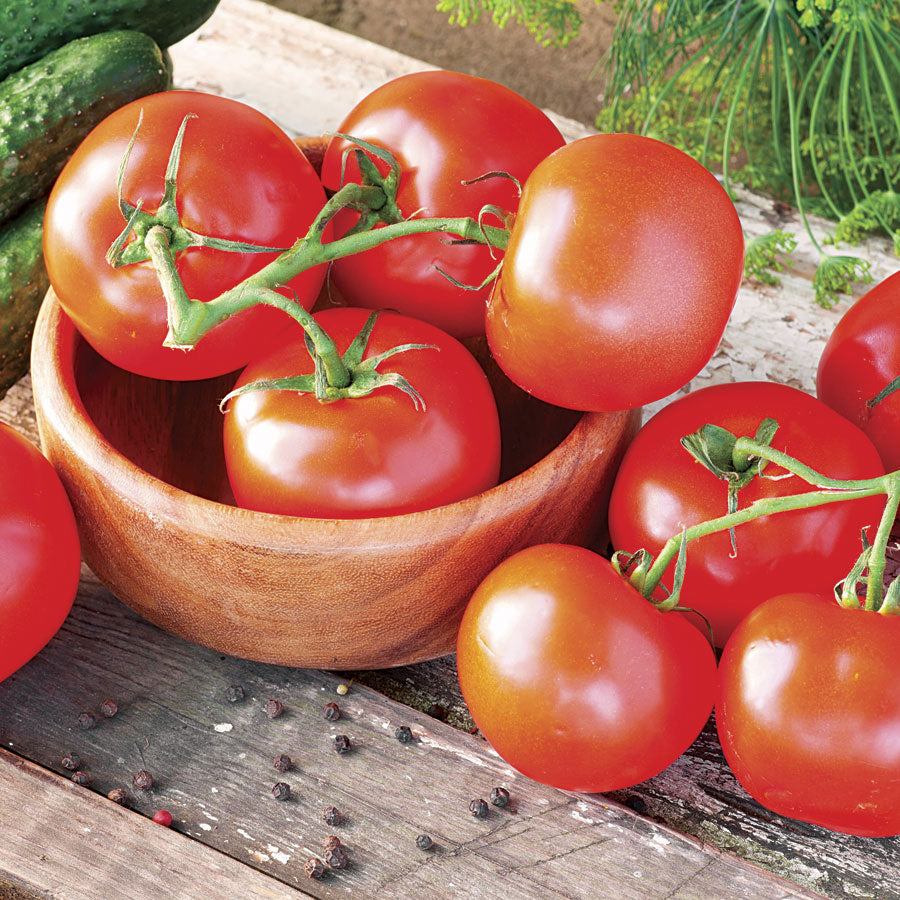 Tomato Celebrity 4-pack