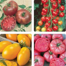 Load image into Gallery viewer, Tomato Mix pack 4-pack
