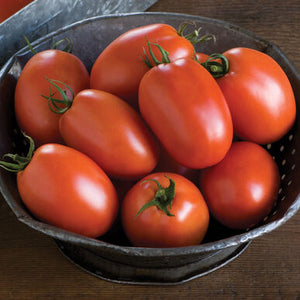 Tomato Mix pack 4-pack