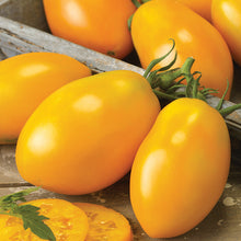 Load image into Gallery viewer, Tomato Mix pack 4-pack
