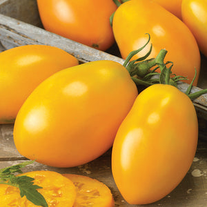 Tomato Mix pack 4-pack