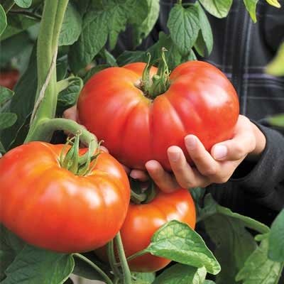 Tomato Beefmaster 4-pack