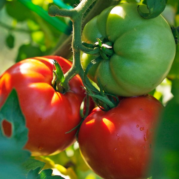 Tomato Better Boy (4 pack)