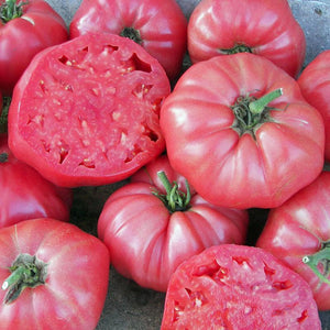 Tomato Brandywine 4-pack