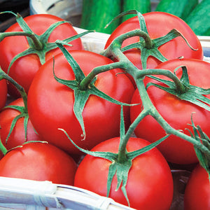 Tomato Early Girl 4-pack