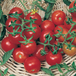 Tomato Large Cherry 4-pack
