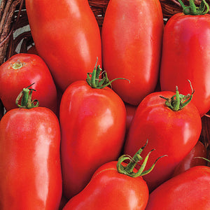 Tomato Red Plum