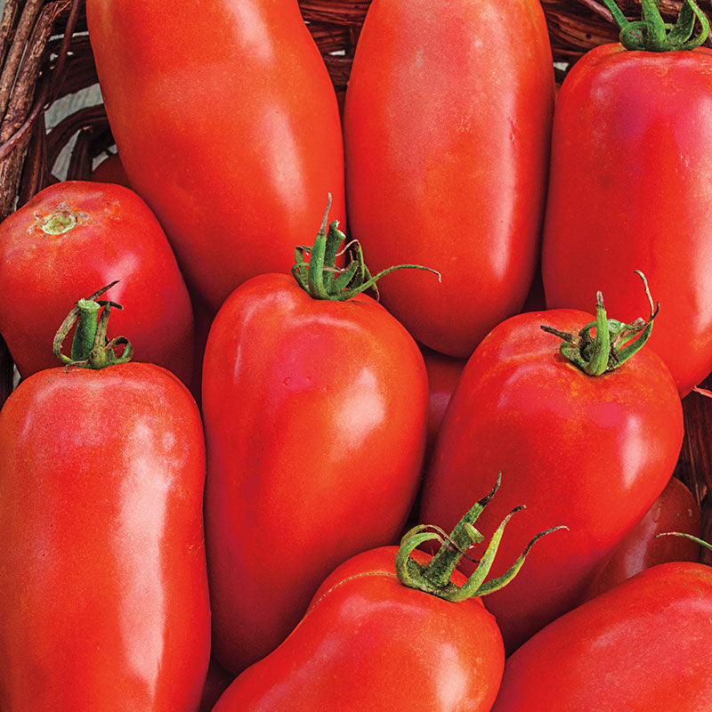 Tomato Red Plum