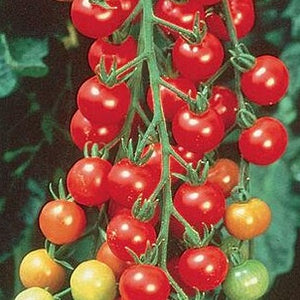 Tomato Sweet 100 (4 pack)