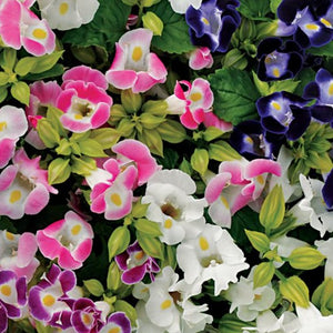 Torenia Mix 4-pack (Annual)