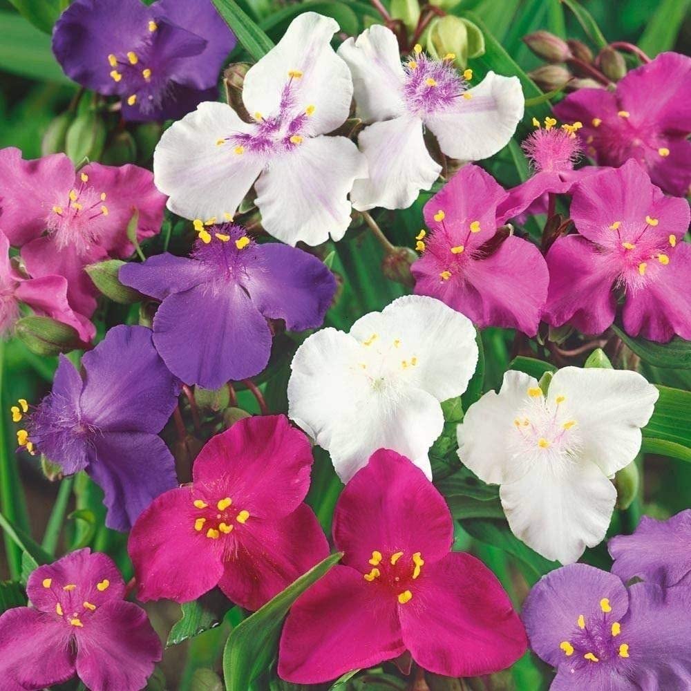 Tradescantia / Spiderwort