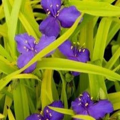 Tradescantia 