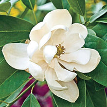 Load image into Gallery viewer, ...Tree: Southern Magnolia 'Bracken's Brown Beauty' 3 gallon
