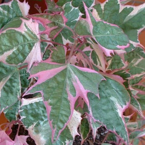 Sweet Potato Vine 'Tricolor' (4-pack annual)