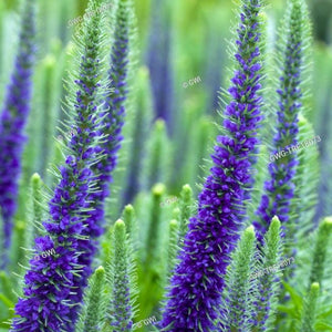 Veronica 'Glory' Royal Candles / speedwell