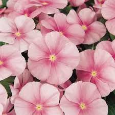 Vinca Pacifica Icy Pink 4-pack (Annual)