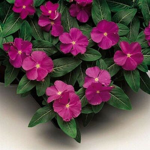 Vinca Pacifica Deep Orchid 4-pack (Annual)
