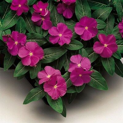 Vinca Pacifica Deep Orchid 4-pack (Annual)