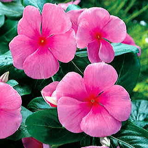 Vinca Pacifica Punch 4-pack (Annual)