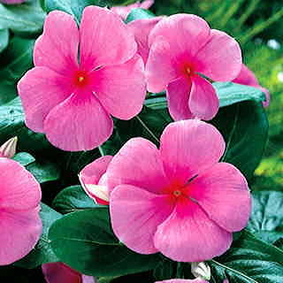 Vinca Pacifica Punch 4-pack (Annual)