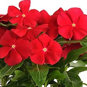 Vinca Pacifica Really Red 4-pack (Annual)