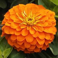 Zinnia Magellan Orange 4-pack (Annual)