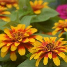 Load image into Gallery viewer, Zinnia Swizzle Gold &amp; Scarlet 4-pack annual
