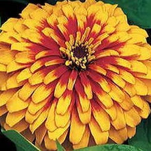 Load image into Gallery viewer, Zinnia Swizzle Gold &amp; Scarlet 4-pack annual
