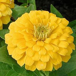 Zinnia Magellan Yellow 4-pack (Annual)