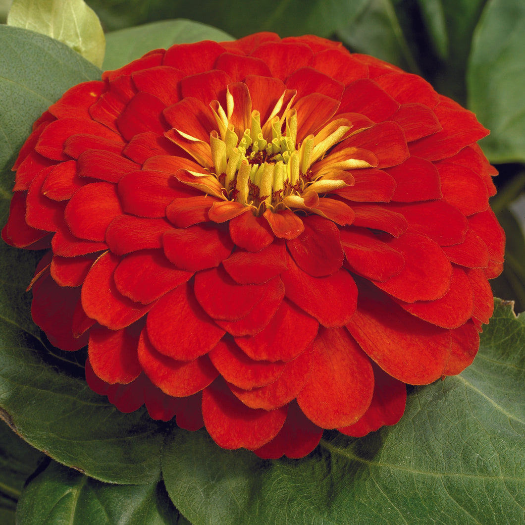 Zinnia Magellan Scarlet 4-pack (Annual)